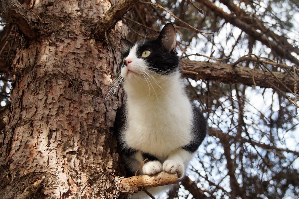 ¿Cómo cuidar a un gato bebé sin madre?