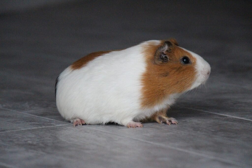 ¿Cómo cuidar a un hamster ruso?
