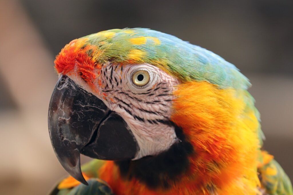 ¿Cómo cuidar a un loro anciano?