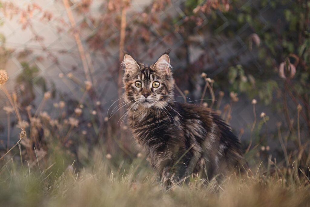 ¿Cómo cuidar de un gato anciano?
