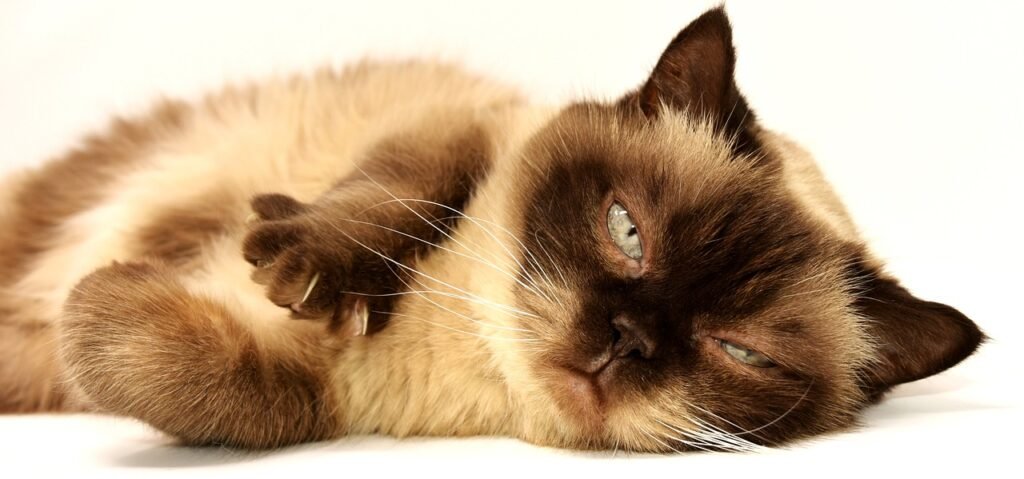 ¿Cómo cuidar de un gato con necesidades especiales?