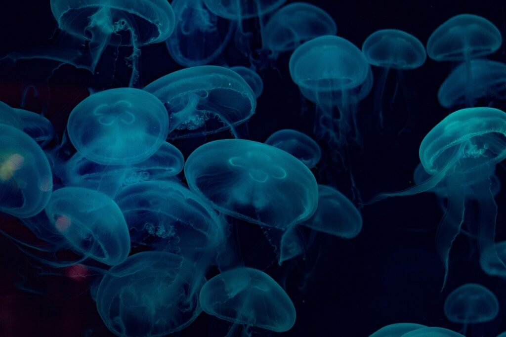 ¿Cómo hacer un acuario pequeño?