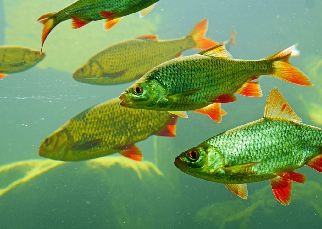 ¿Cómo mantener el acuario de agua dulce?