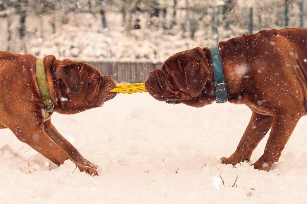 Parejas de animales que hicieron historia