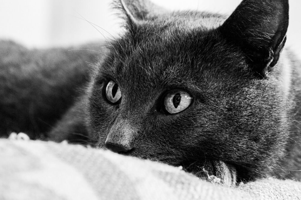 Películas de animales que debes ver