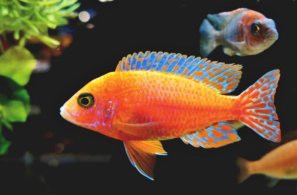 Qué hacer si el agua del acuario está turbia