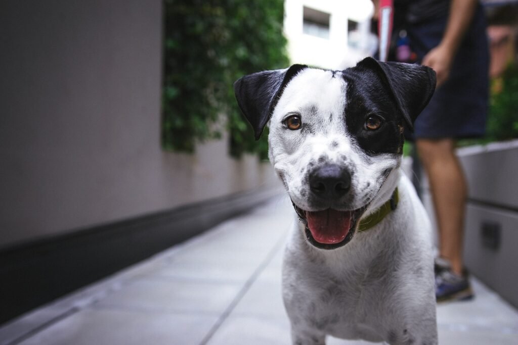 ¿Cómo encontrar un perro perdido?