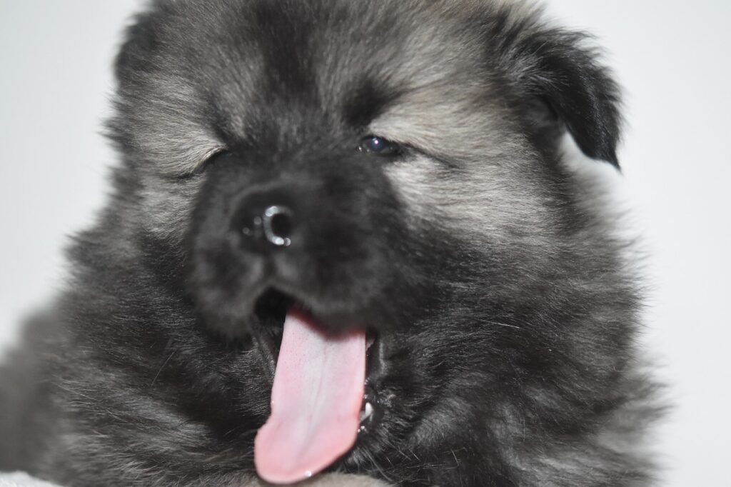 ¿Cómo enseñar a un perro a no ladrar innecesariamente?