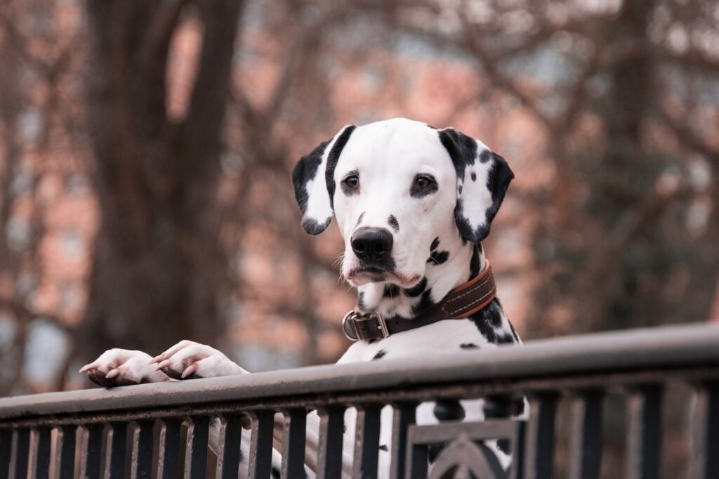 ¿Cómo entrenar a un perro a no morder?