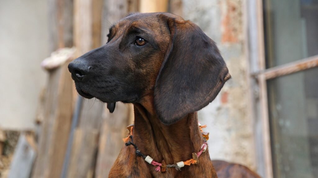 ¿Cómo evitar que los perros orinen en mi fachada?