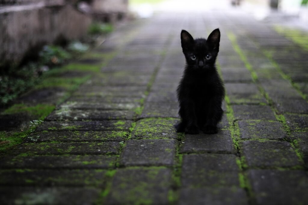 ¿Cómo evitar que mi gato se orine en la alfombra?