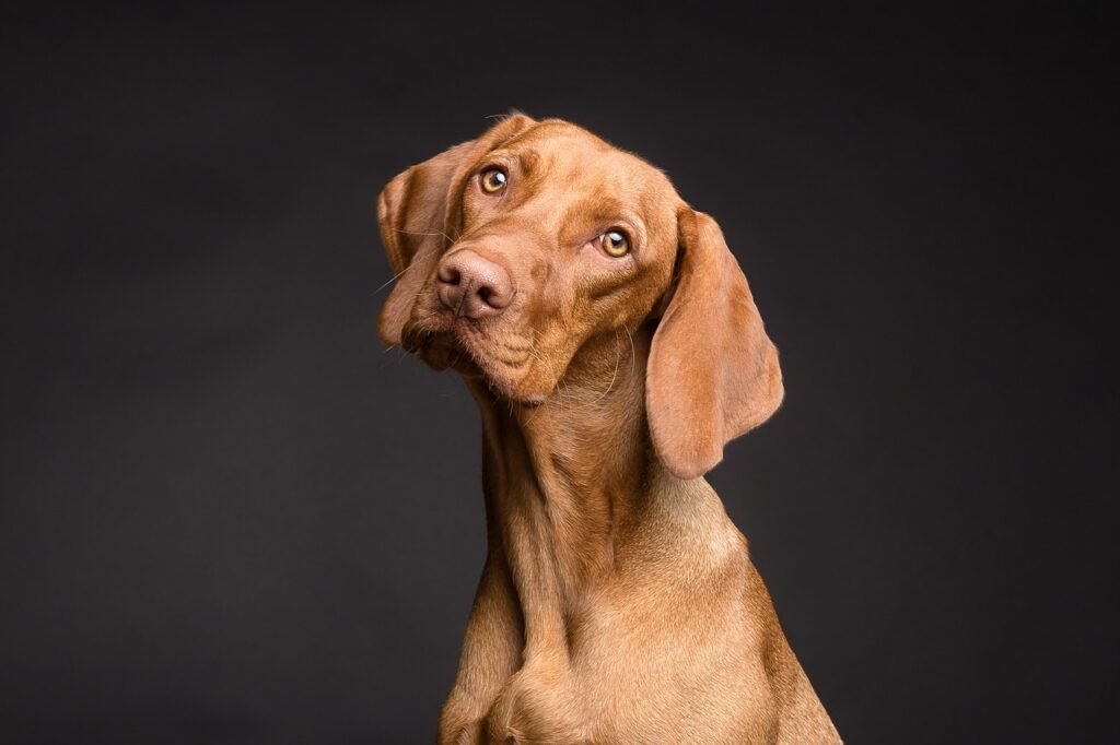 ¿Cómo evitar que mi perro tire de la correa?