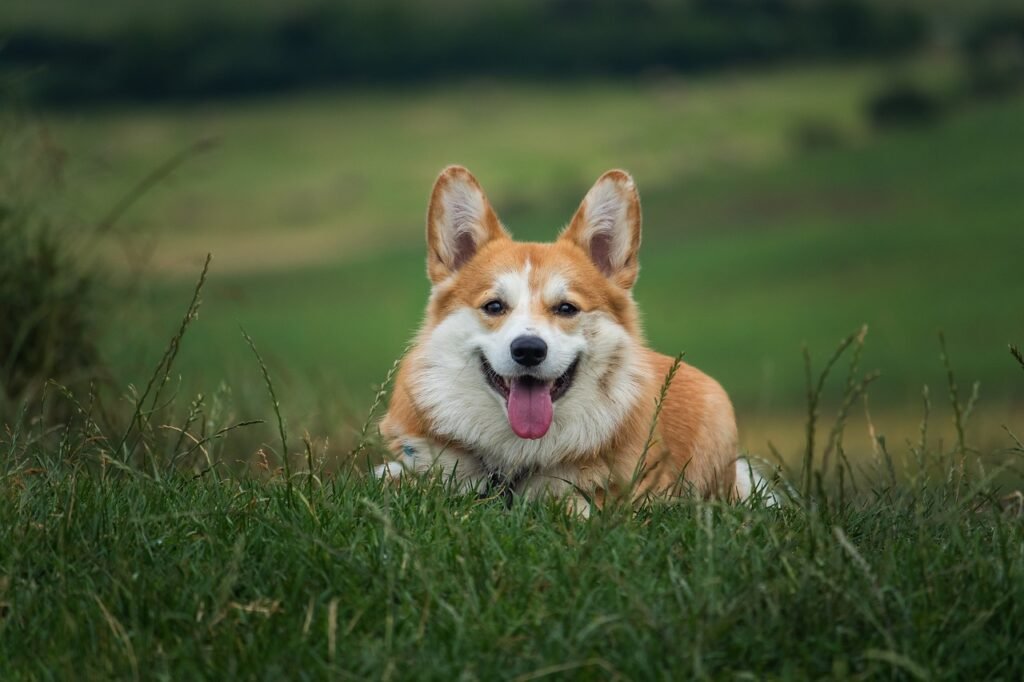 ¿Cómo hacer que tu perro deje de ladrar por aburrimiento?