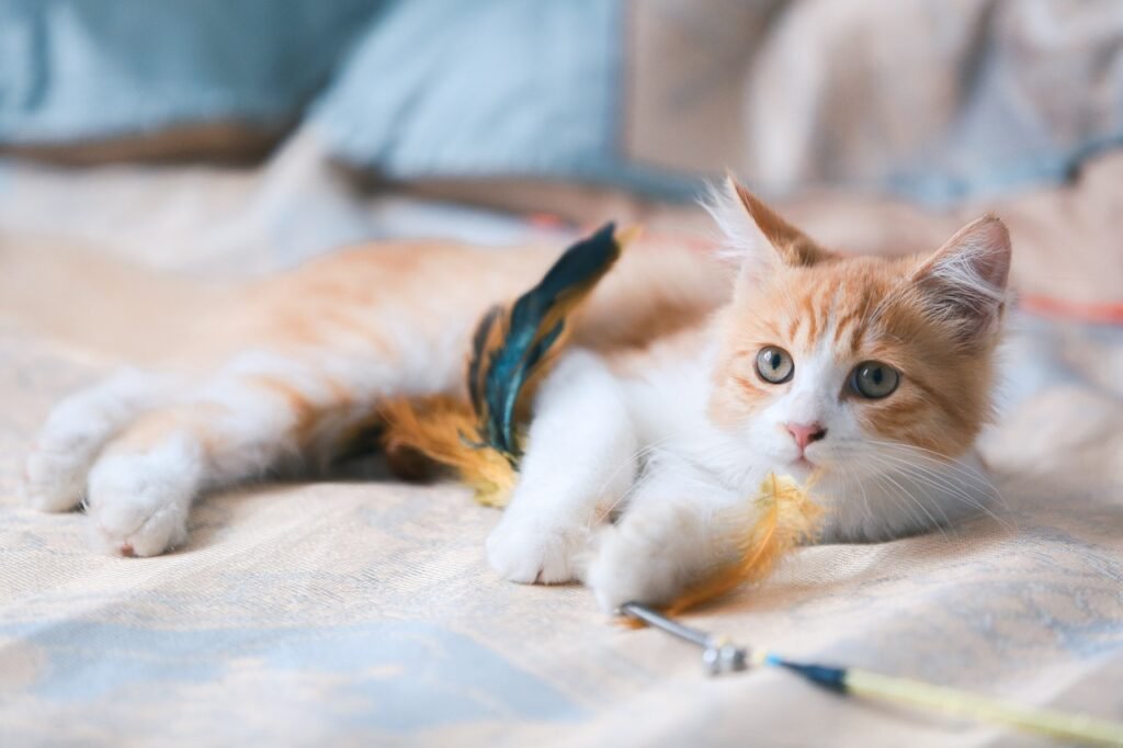 ¿Cómo identificar si un gato está enfermo?